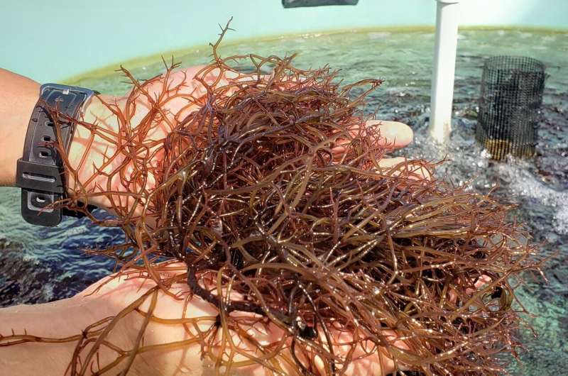 Nutritional rewards and risks posed by edible seaweed in Hawaii